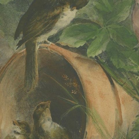 Nestled Sparrows in a Broken Flower Pot - Rare Giacomelli Ornithological Print, close-up 6