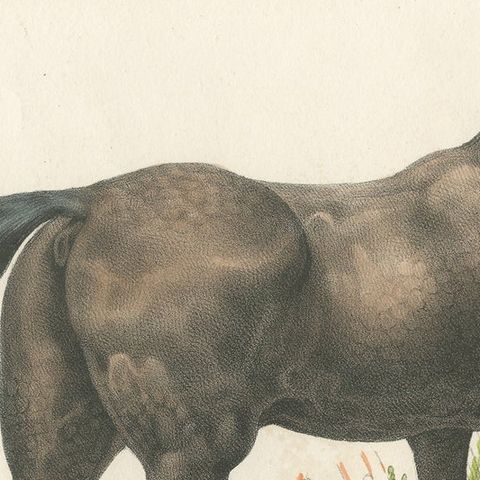Original Hand Colored Antique Print of an English Horse, ca.1827, close-up 1