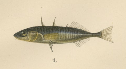 Sticklebacks and Pipefish - Graceful and Intricate Scandinavian Fish Litho, 1895, close-up 5
