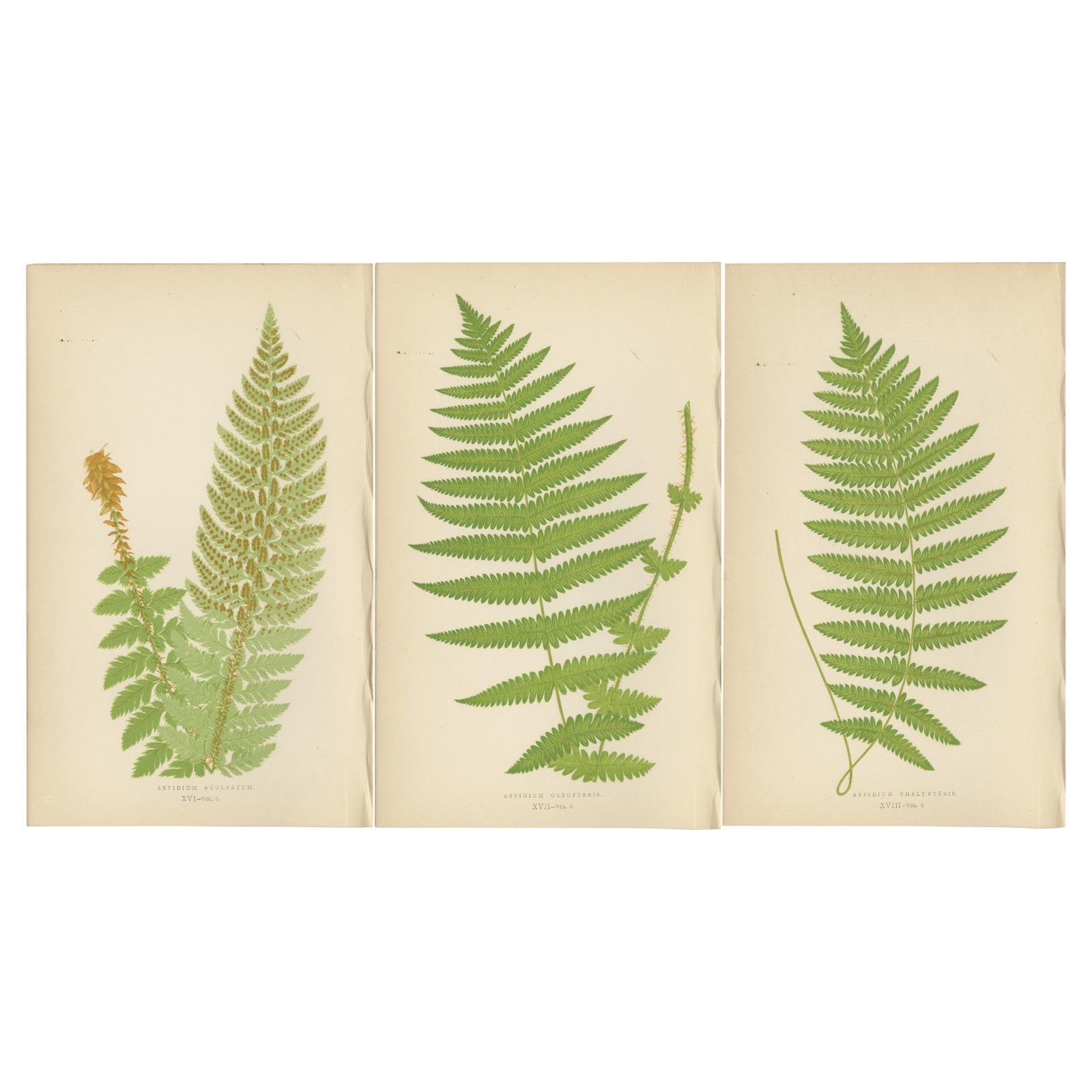 Antique Hand-Colored Fern Prints - Aspidium Aculeatum, Oreopteris & Thelypteris