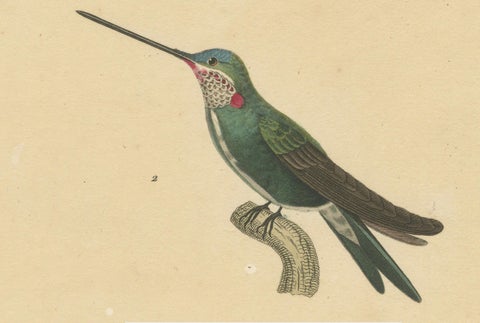 Hummingbird Illustrations: Adult, Young Male, and Female by Huet & Prêtre, 1838, close-up 1
