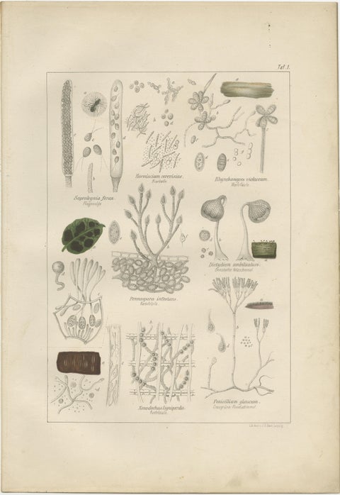 Set of 5 Antique Mycology Prints of Various Fungi, 1875, view 6