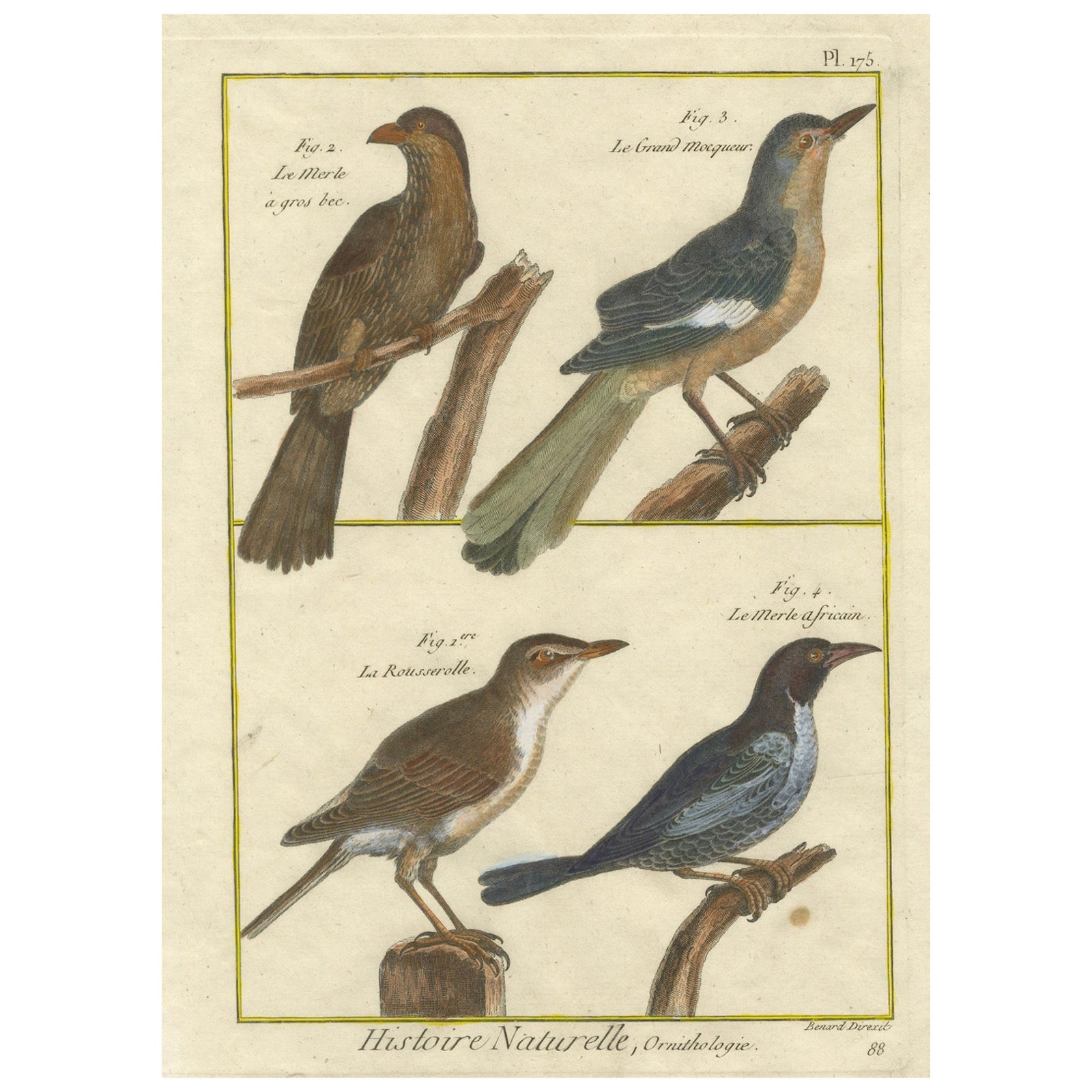 Hand-Colored Engraving of Warblers and Blackbirds from Histoire Naturelle, 1790