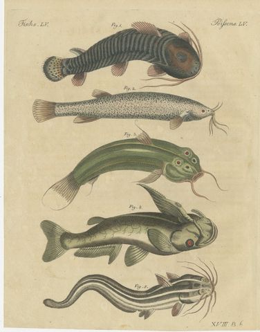 Five Catfish with Long Barbels, Antique Bertuch Print, circa 1815