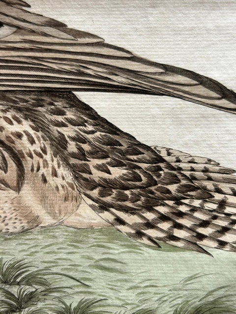Anas acuta foemina, Northern Pintail Female with Egg by Nozeman & Sepp, 1789, view 8