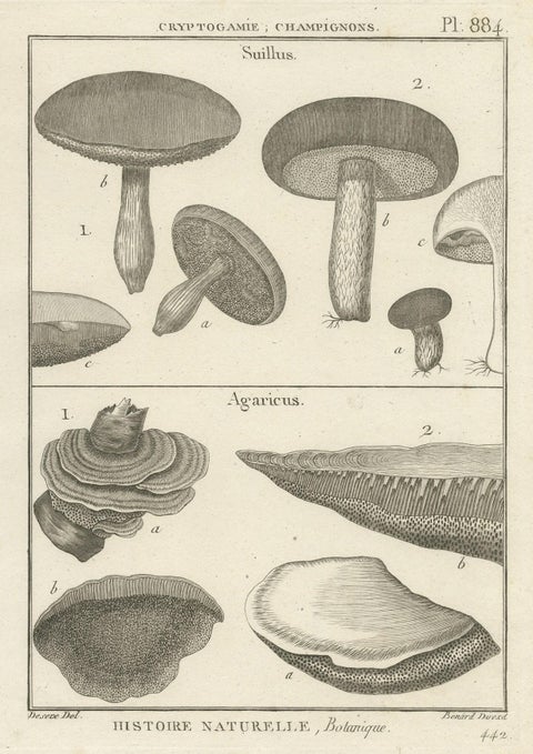 Decorative Antique Engraving of Suillus and Agaricus Mushrooms, c.1800, close-up 1