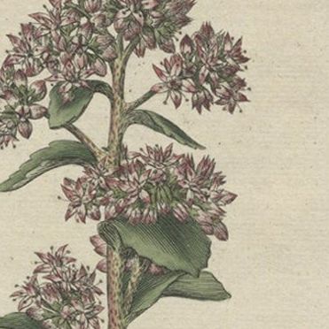 Old Flower Print of the Frog's-Stomach or Harping Johnny, ca.1800, close-up 2