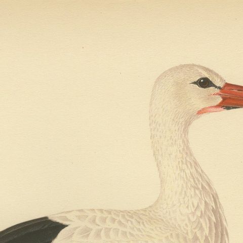 Antique Scandinavian Bird Lithograph, White Stork, Svenska Fåglar 1929, close-up 5