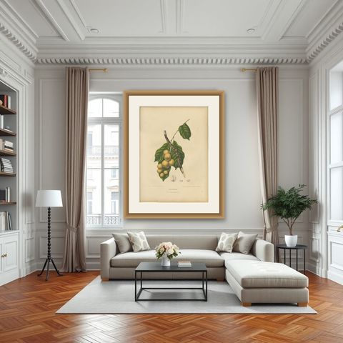 Original Antique Botanical Chromolithograph of the Asian Fruit Langsat, c.1880, shown framed in a room