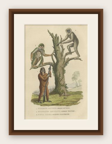 Old Print of a Red or Asiatic Orangoutan, Javan Silvery Gibbon and Green Monkey, shown framed