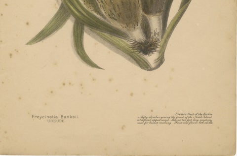 New Zealand Native Berry Plants, Set of Three Hand-Colored Lithographs, 1890, close-up 3