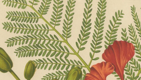 Antique Royal Poinciana Botanical Chromolithograph by Hoola van Nooten, c. 1880, close-up 3