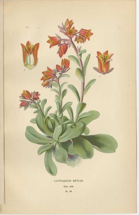 Old Botanical Succulent Prints: Scarlet Crassula, Crassula Falcata & Cotyledon, view 5
