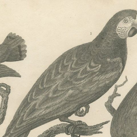 Antique Bird Print of Seven Parrots of the Order Psittaciformes, close-up 1
