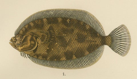 Norwegian Topknot, Spotted Flounder and Scaldfish - Graceful Flatfish Lithograph, close-up 3