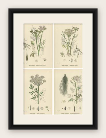 Antique English Botanical Prints, Water-Dropwort Studies for Elegant Interiors, shown framed
