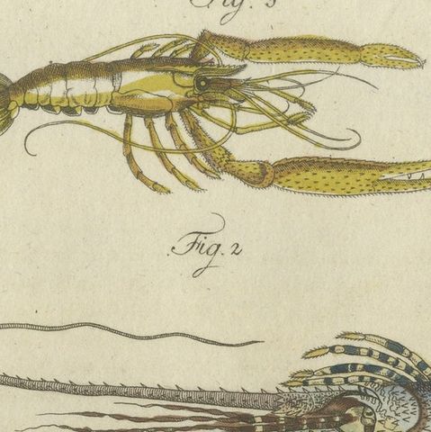 Original Antique Print of a various Lobster and Shrimp, close-up 1