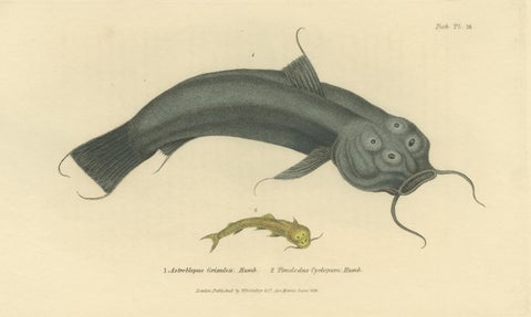 Antique Print with Hand Coloring of Catfish species, view 3