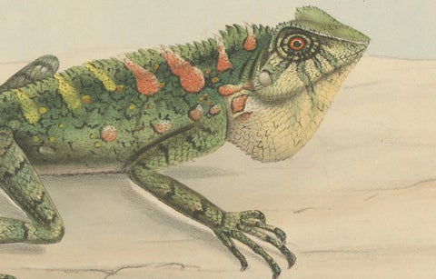 Antique Herpetological Print: Illustration of Green Crested Lizards, 1837, close-up 1