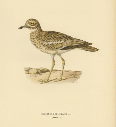 Antique Bird Print of the Eurasian Stone-Curlew by Von Wright, 1927, view 4