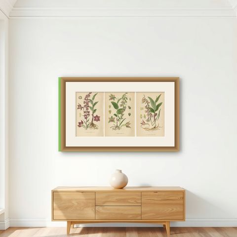Epipactis Enchantment: A Trio of Botanical Illustrations from 1904, shown framed on a wall