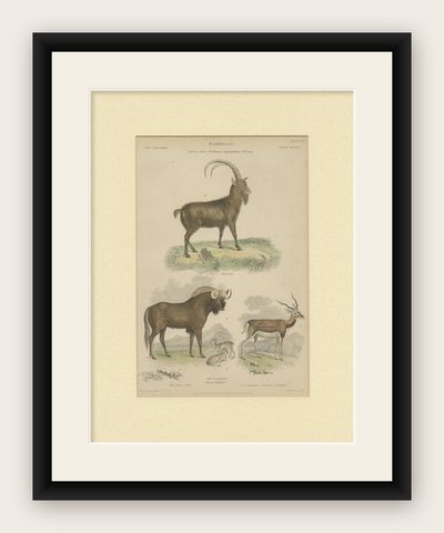 Pl. 19 Antique Print of a Goat, Gnu and Antelope by Richardson 'circa 1860', shown framed