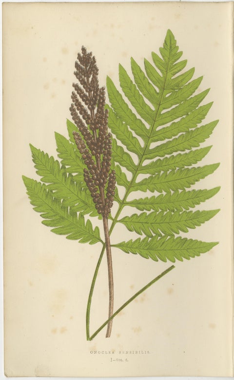 Antique Hand-Colored Fern Prints - Onoclea, Fadyenia, Cyclopeltis - 19th Century, view 2