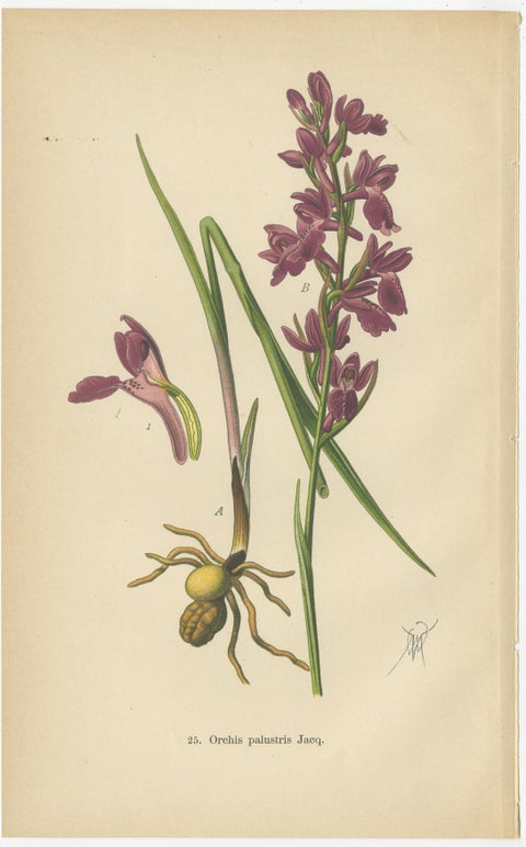 German Meadow Orchids: A Heritage of Botanical Artistry, 1904, view 2