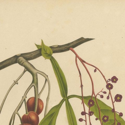 Original Antique Winged Lychee Botanical Print by Hoola van Nooten, 1880, close-up 5