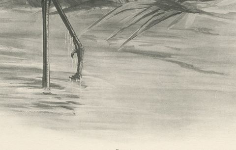 Spoonbill, Antique Bird Print after Lilian Medland, circa 1909, close-up 1