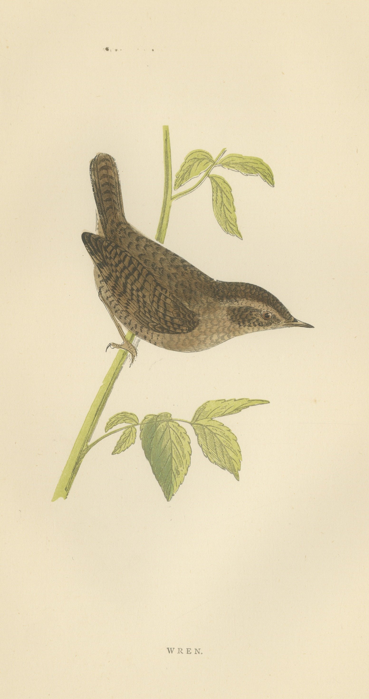 Wren with Cocked Tail on a Green Stem, Hand Colored Bird Print, Morris, 1896