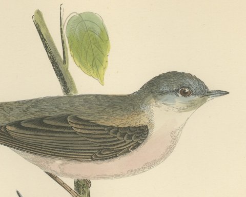 Whitethroat on a Green Stem, Hand Colored Bird Engraving by Morris, 1896, close-up 1
