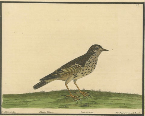 Antique Hand-Colored Engraving of The Pipit or Small Lark by Eleazar Albin, 1730, close-up 1