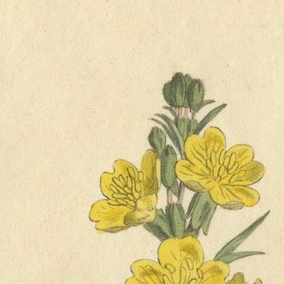Botanical Engraving of Yellow Loosestrife (Lysimachia) - Rare 1796 Floral Print, close-up 4