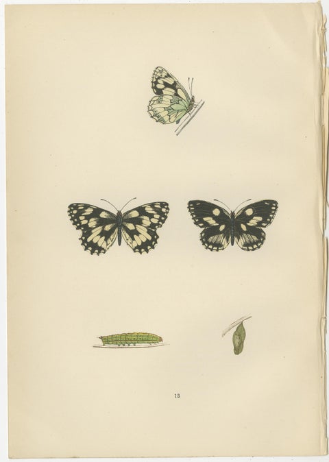 Lepidoptera Lifecycle: A Triptych of Transformation, 1890, view 3