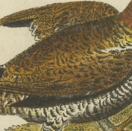 Antique Bird Print of a Western Capercaillie or Wood Grouse Hen, close-up 1
