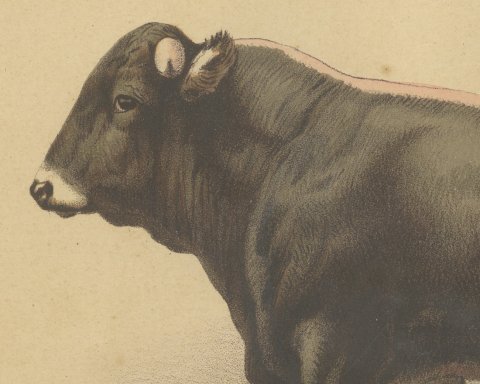Schwyz Bull, Swiss Brown Cattle Chromolithograph by Olivier de Penne, 1863, close-up 1