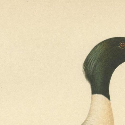 Antique Bird Print of the Common Merganser by Von Wright '1929', close-up 1