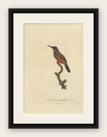 Stunning Hand-Colored Antique Bird Print of a Female Jacamar by Barraband, c1805, shown framed