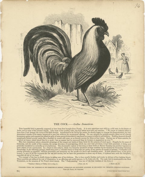 Original Antique Print of the Cock, or Gallus Domesticus, view 2
