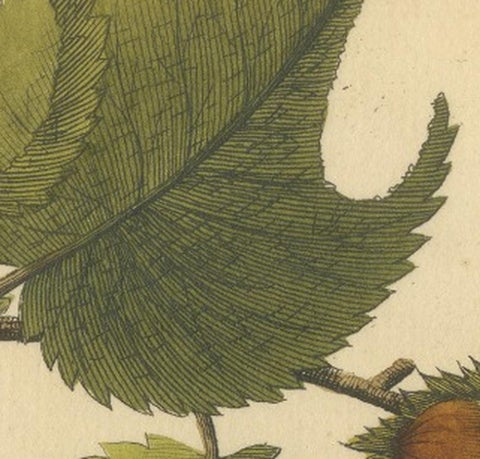 English Moths on Hazel Branch with Nuts, Antique Insect Engraving, Albin 1720, view 6