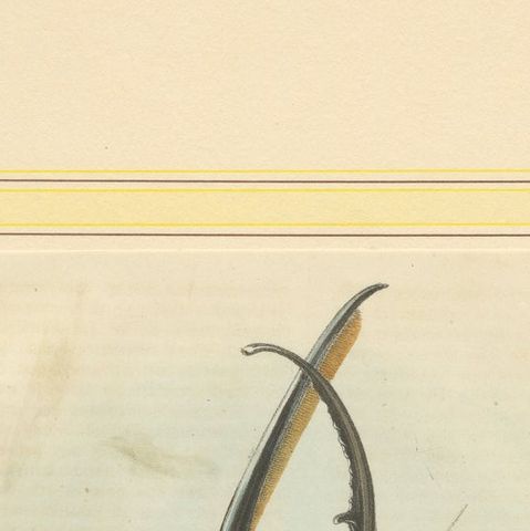 1856 Hand-Colored Lithograph of Rhinoceros Beetles, Exotic Coleoptera, close-up 6