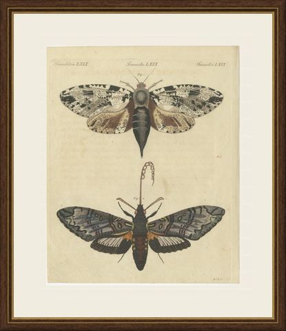 Two Large Exotic Moths, Antique Bertuch Print, circa 1815, shown framed