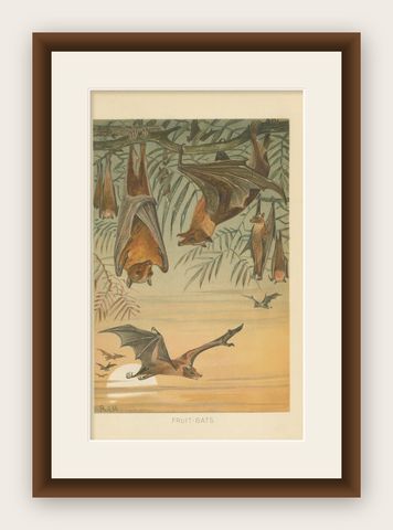 Fruit Bats Antique Chromolithograph Print, Nocturnal Mammals, 1894, shown framed