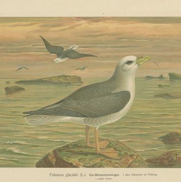 Set of 6 Antique Ornithology Chromolithographs, Arctic & European Birds, c.1890, close-up 1