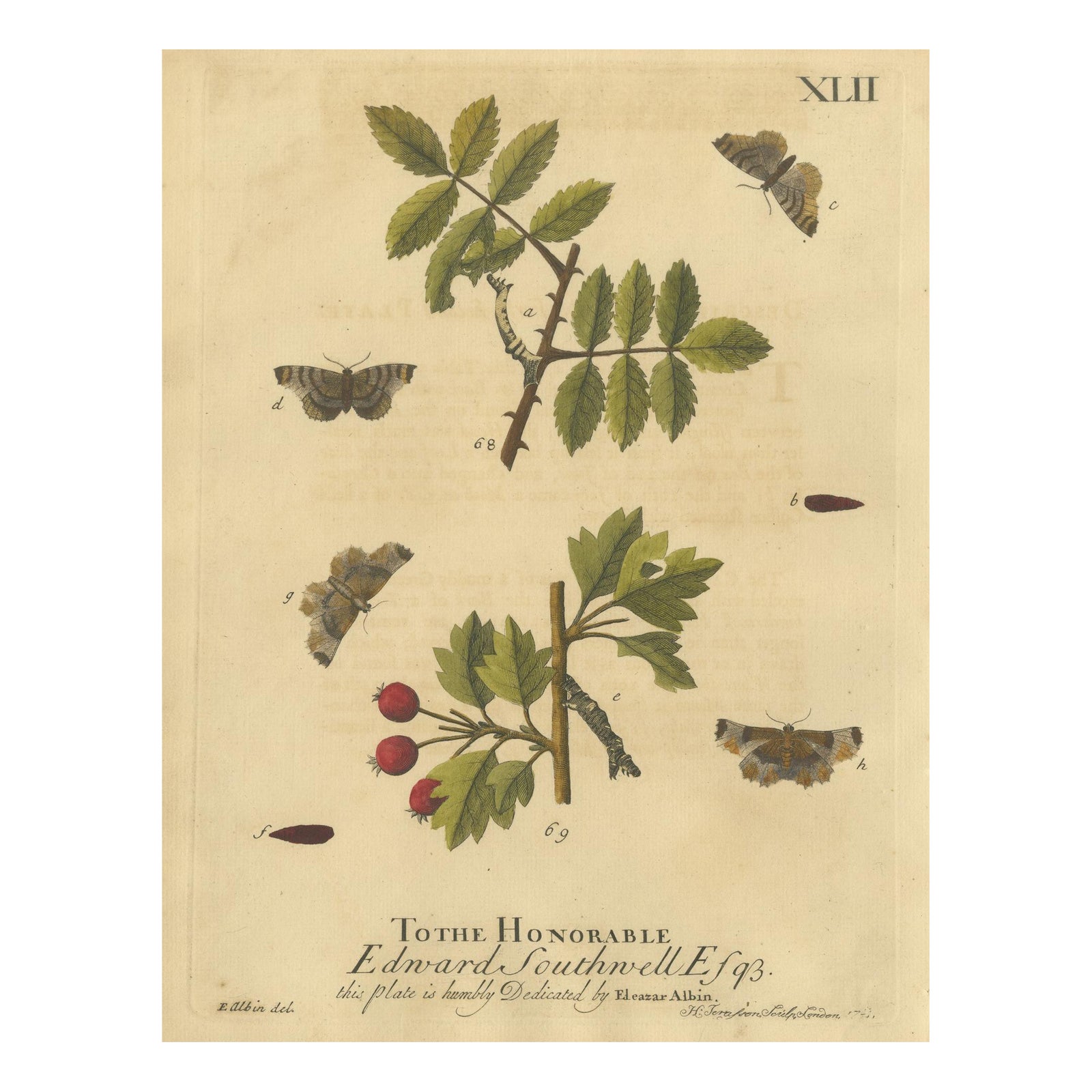 English Moths on Rowan & Hawthorn, Hand-Colored Insect Engraving, Albin 1720