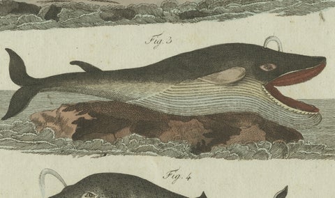 Original Antique Print of Sperm Whale and North Atlantic Whales, ca.1800, close-up 1