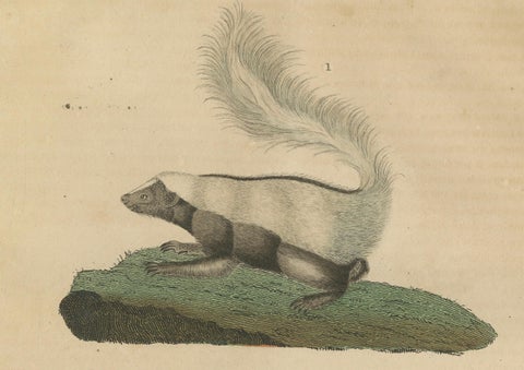 Diverse Mammals Engraved and Hand-Colored: Skunk, Stink Badger, and Canid, 1845, close-up 3