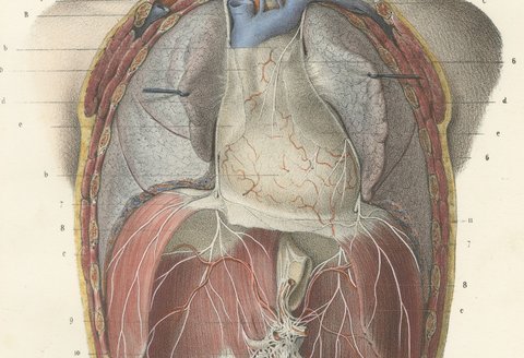 The Phrenic Nerves and the Opened Thorax, Antique Hirschfeld Anatomy Print, 1866, view 4
