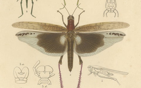 Antique Orthoptères Pair, Grasshoppers, Mantids & Earwigs, French c.1800, close-up 3